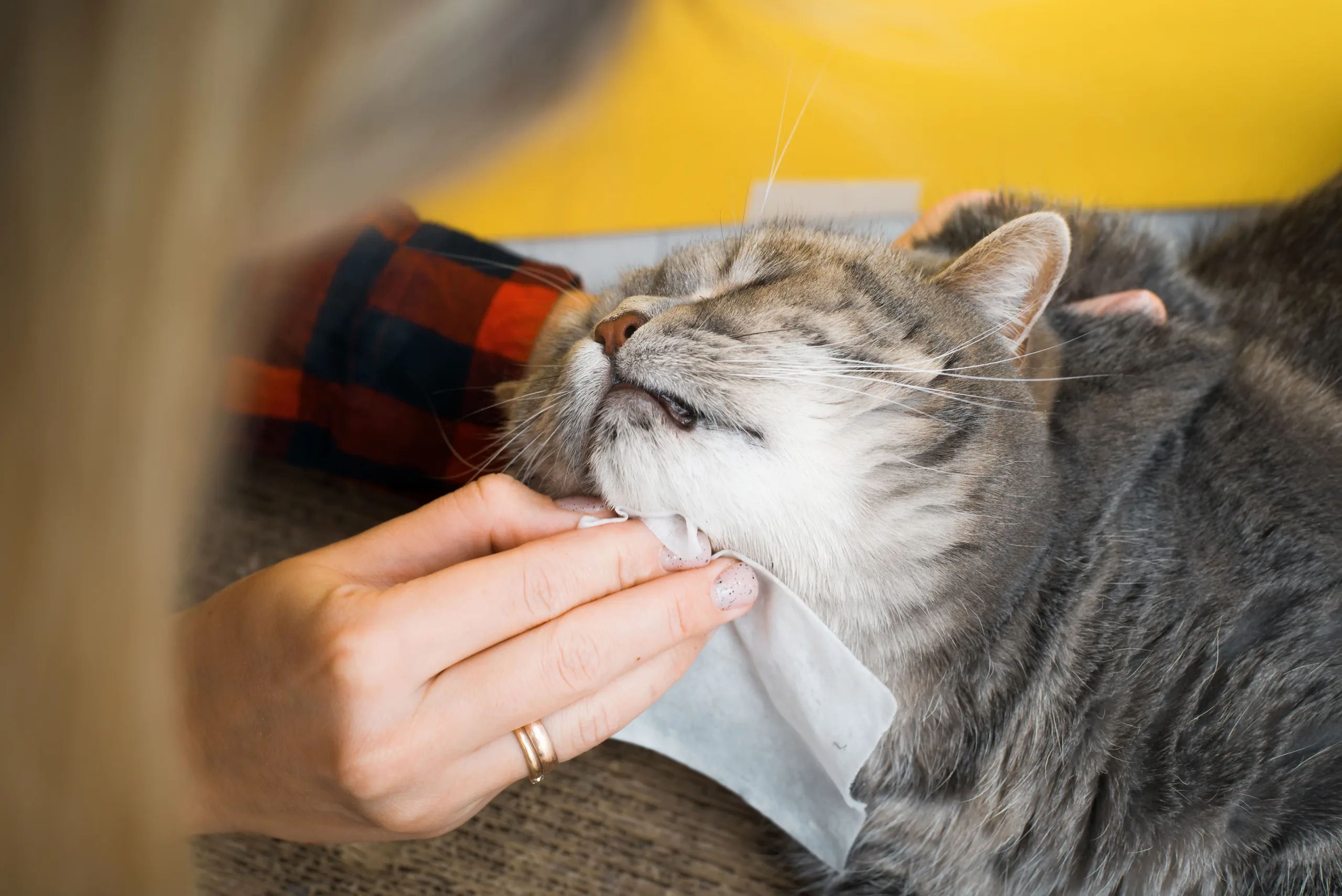 Pet Care Tierversicherung